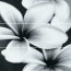 Cersanit Flower Grey Composition Płytka ścienna 75x75 cm, szara OD334-005 - zdjęcie 1